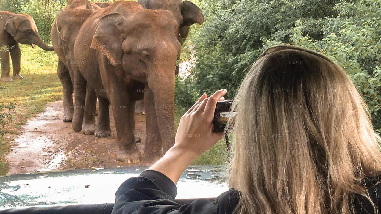 Udawalawe y Galle desde Colombo (2 días)