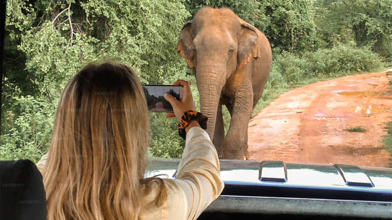 Udawalawe y Galle desde Colombo (2 días)