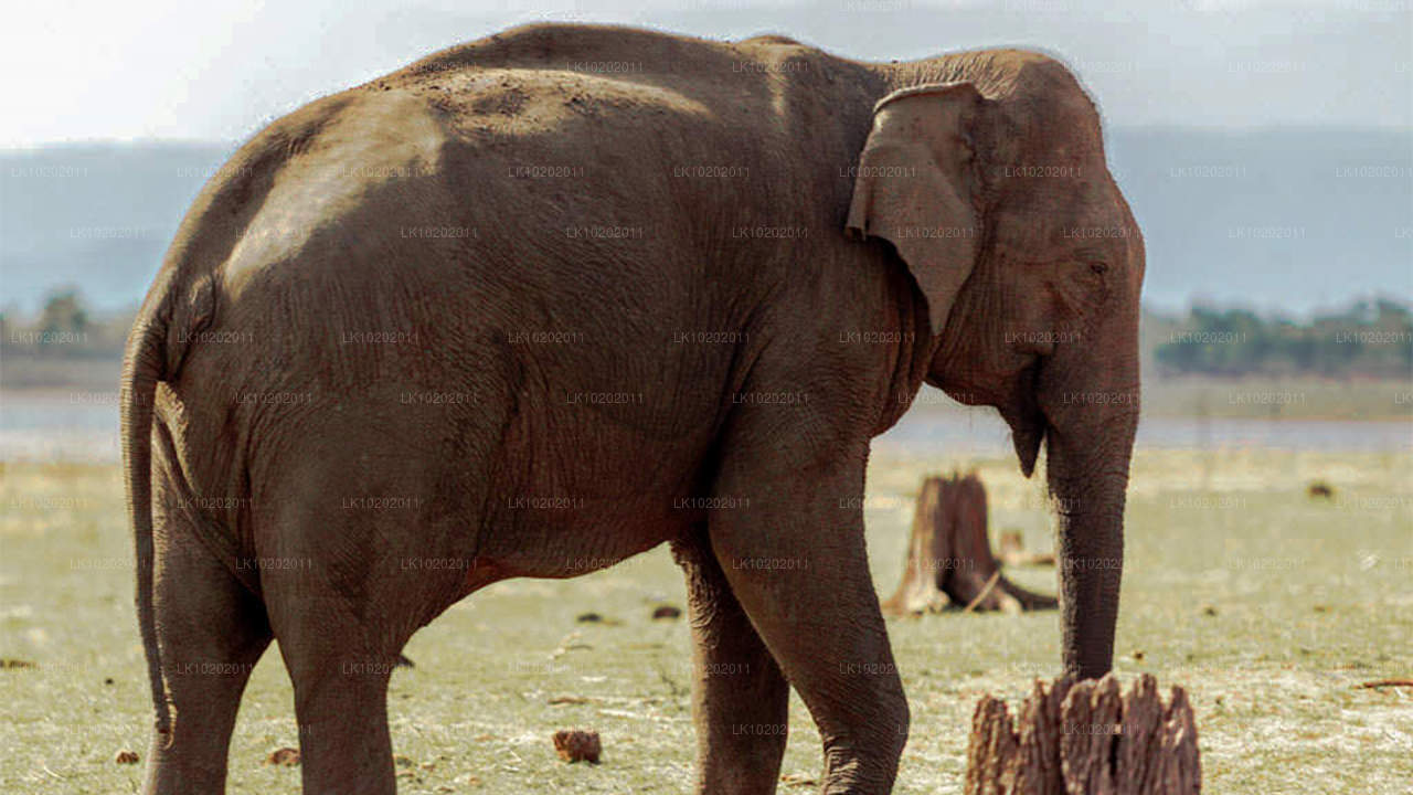 Sigirya y Minneriya desde Colombo (2 días)