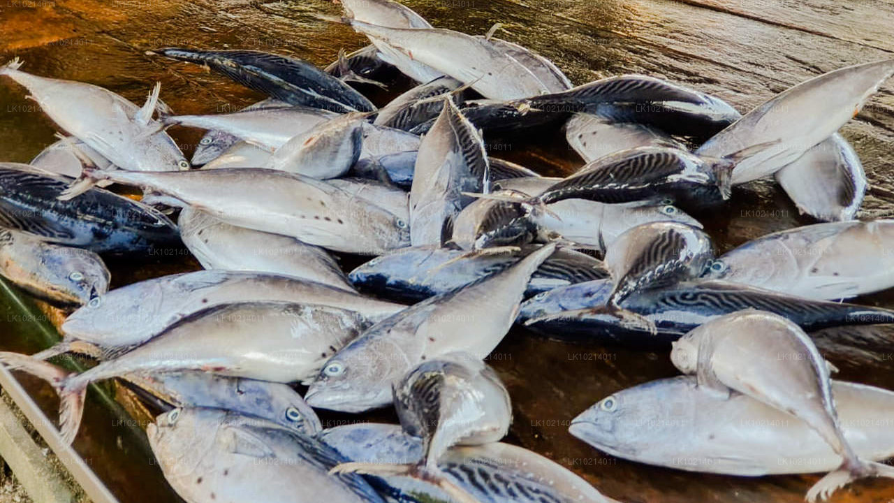 Ahangama y Mirissa desde Bentota (2 días)