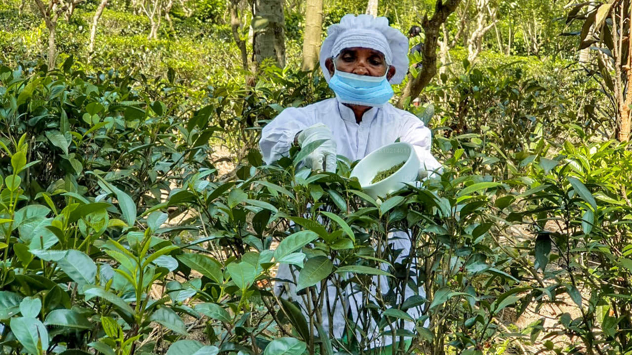 Ahangama y Mirissa desde Bentota (2 días)