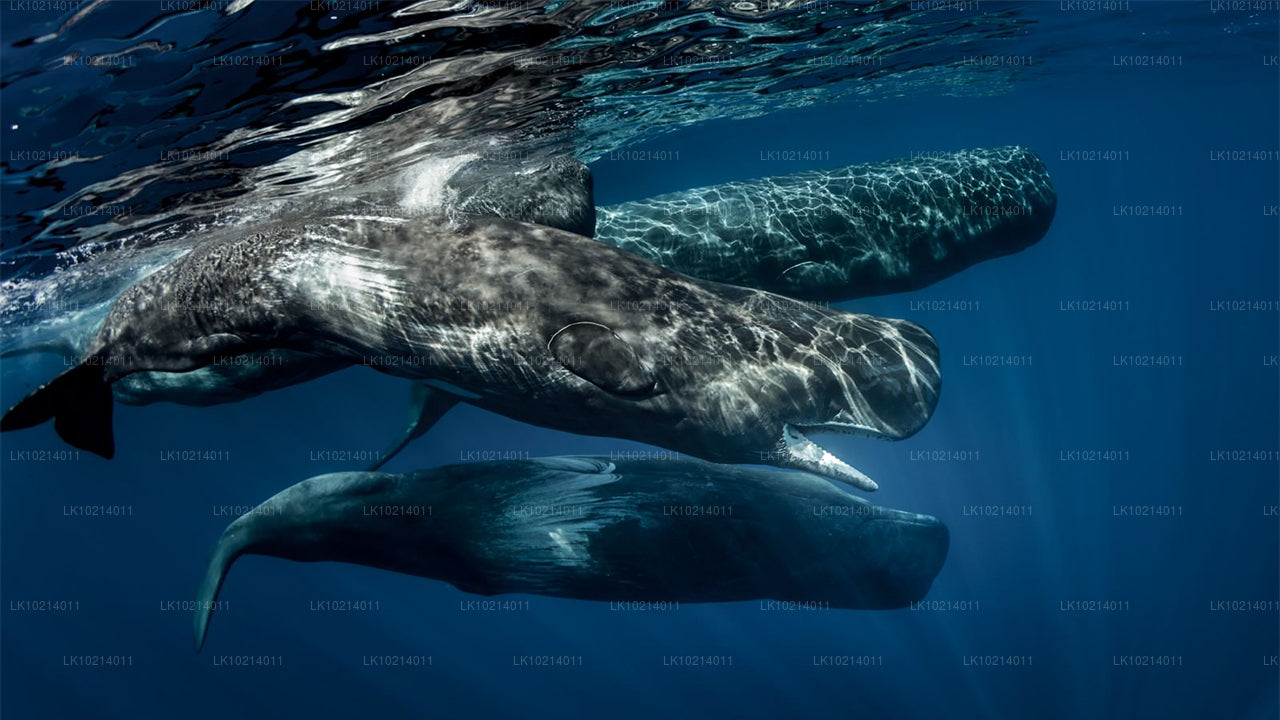Ahangama y Mirissa desde Bentota (2 días)
