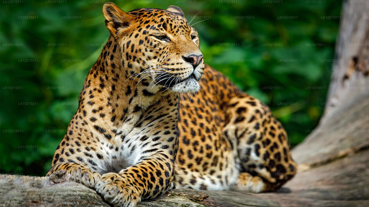 Excursión a las maravillas salvajes y los espacios sagrados desde Galle (2 días)