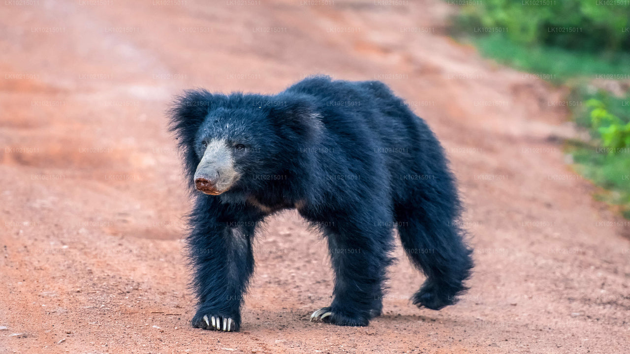 Excursión a las maravillas salvajes y los espacios sagrados desde Galle (2 días)