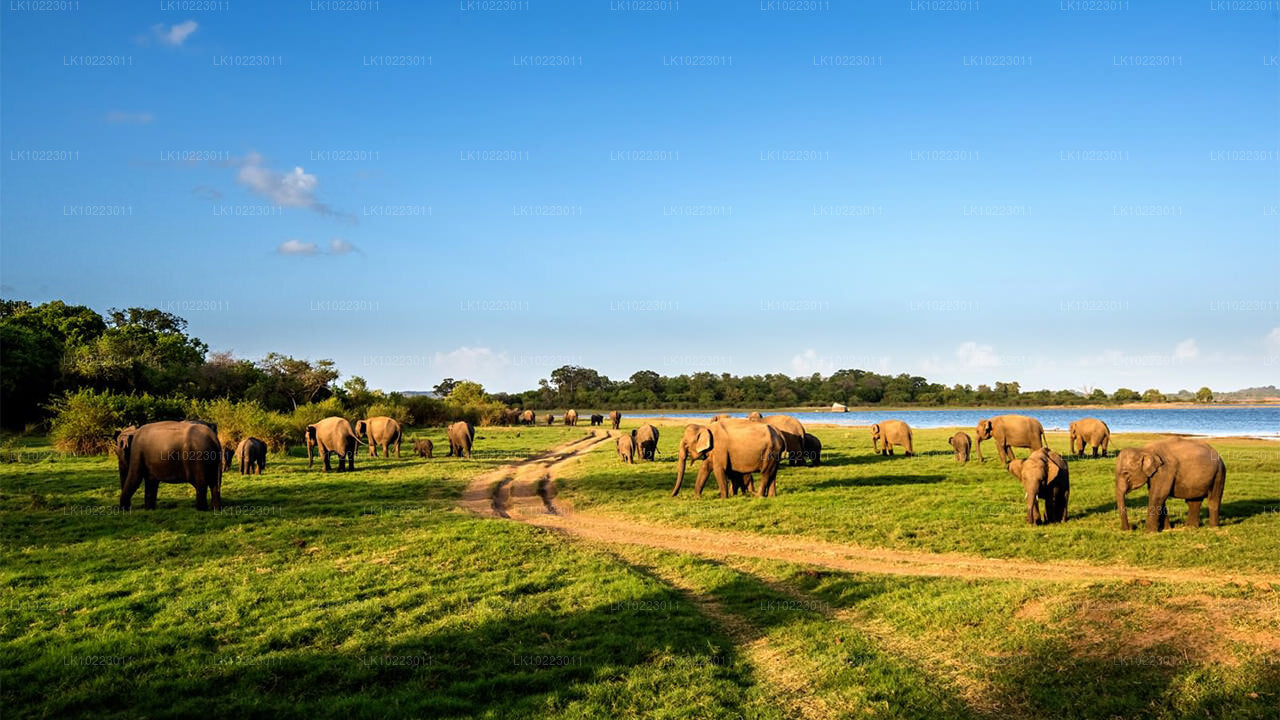 Sigirya y Minneriya desde Negombo (2 días)