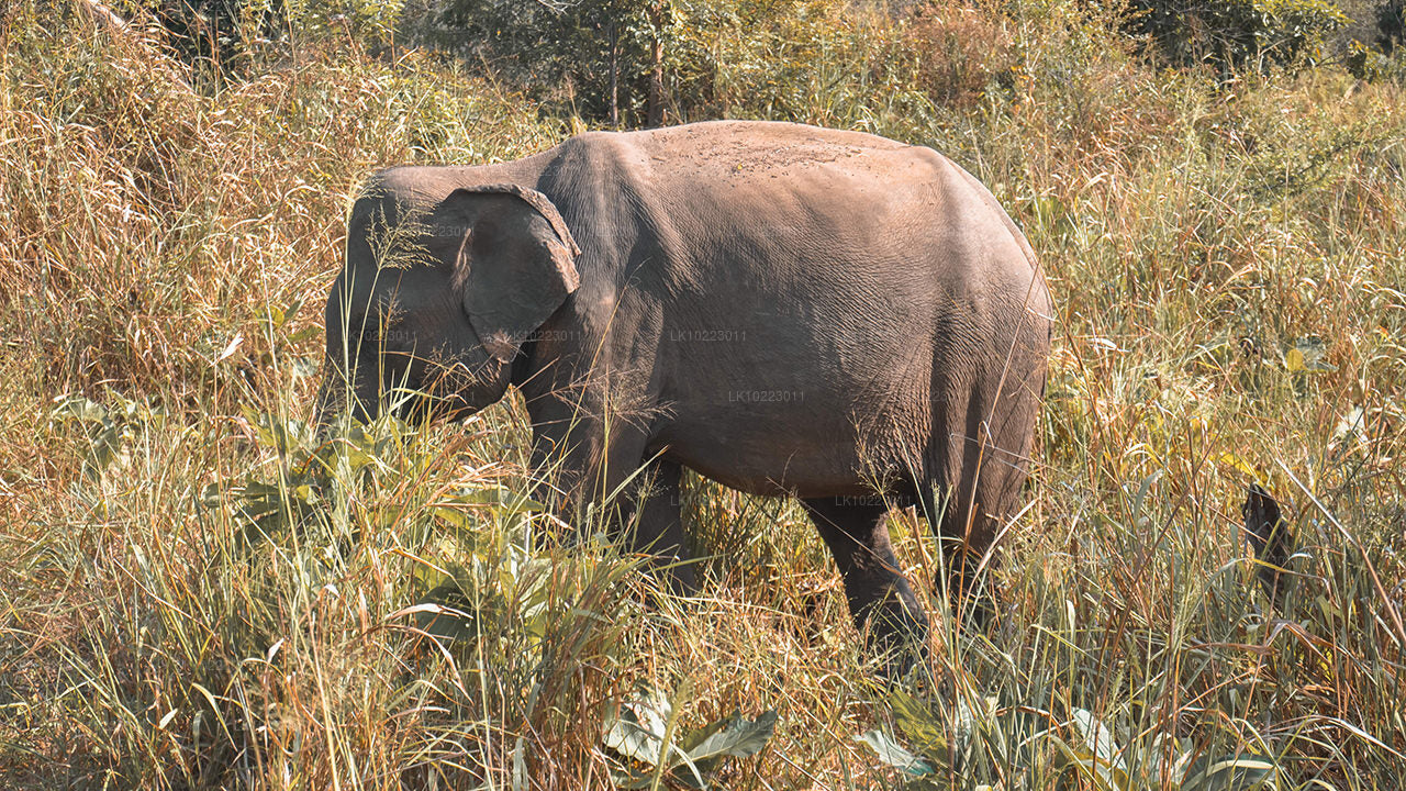 Sigirya y Minneriya desde Negombo (2 días)