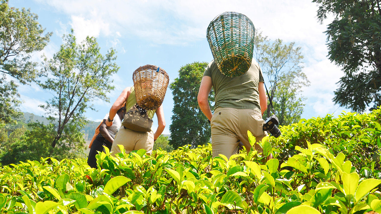 Nuwara Eliya desde Negombo (2 días)