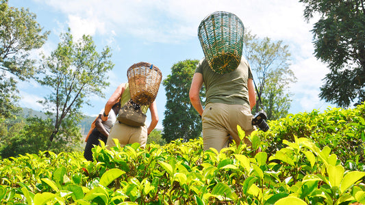 Nuwara Eliya desde Negombo (2 días)