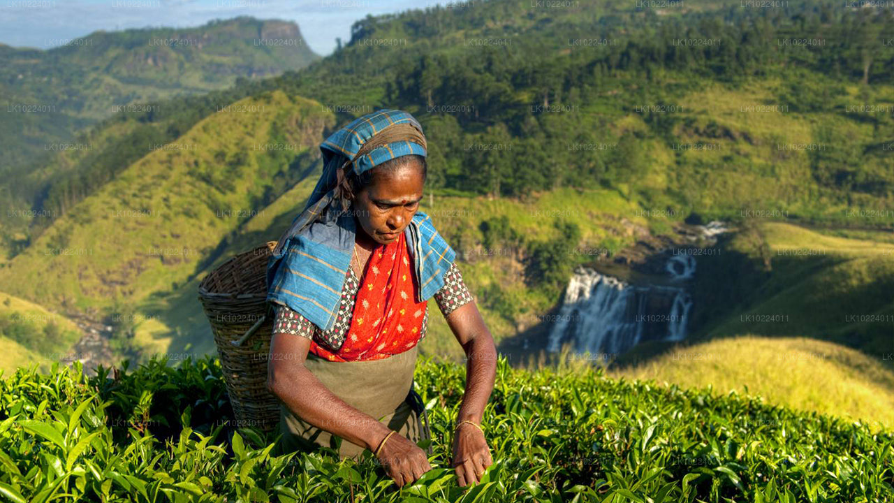 Nuwara Eliya desde Negombo (2 días)