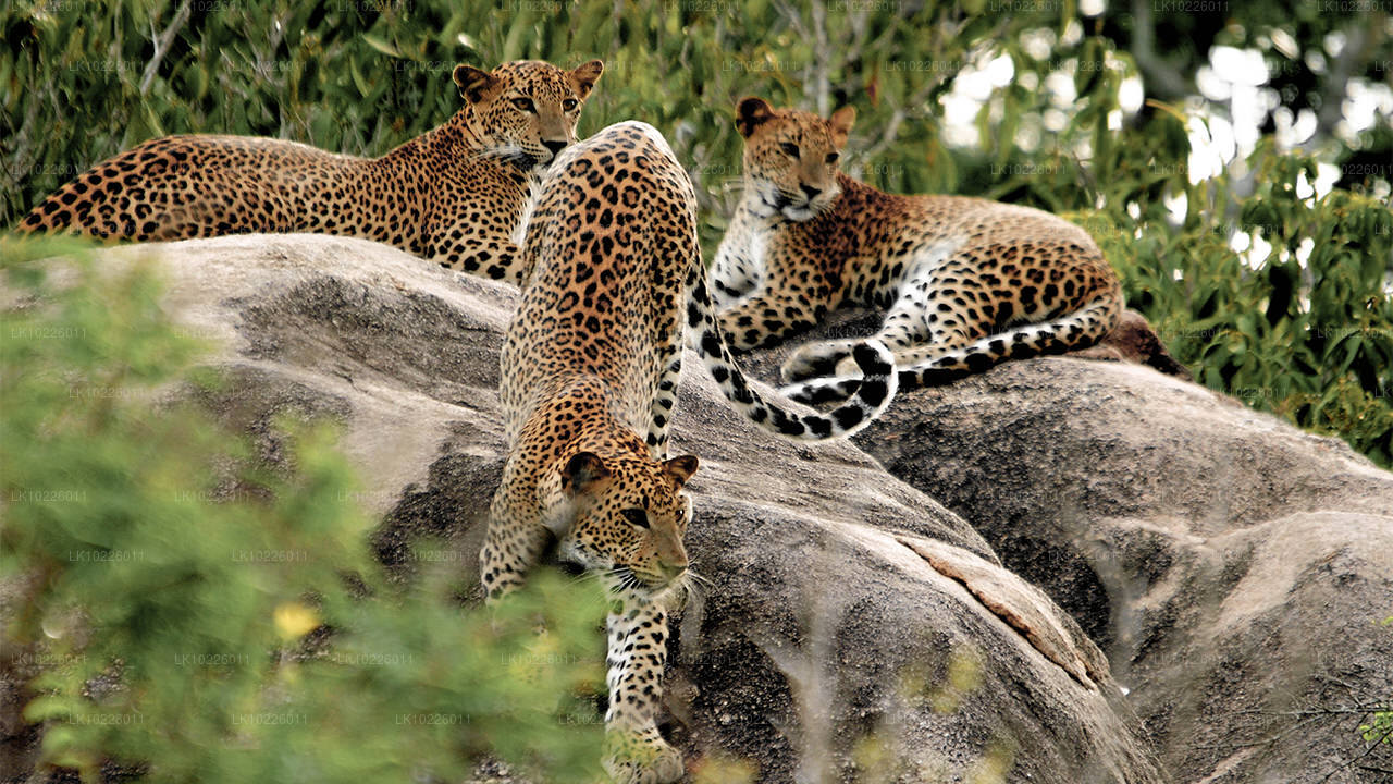 Templos y naturaleza desde Negombo (2 días)