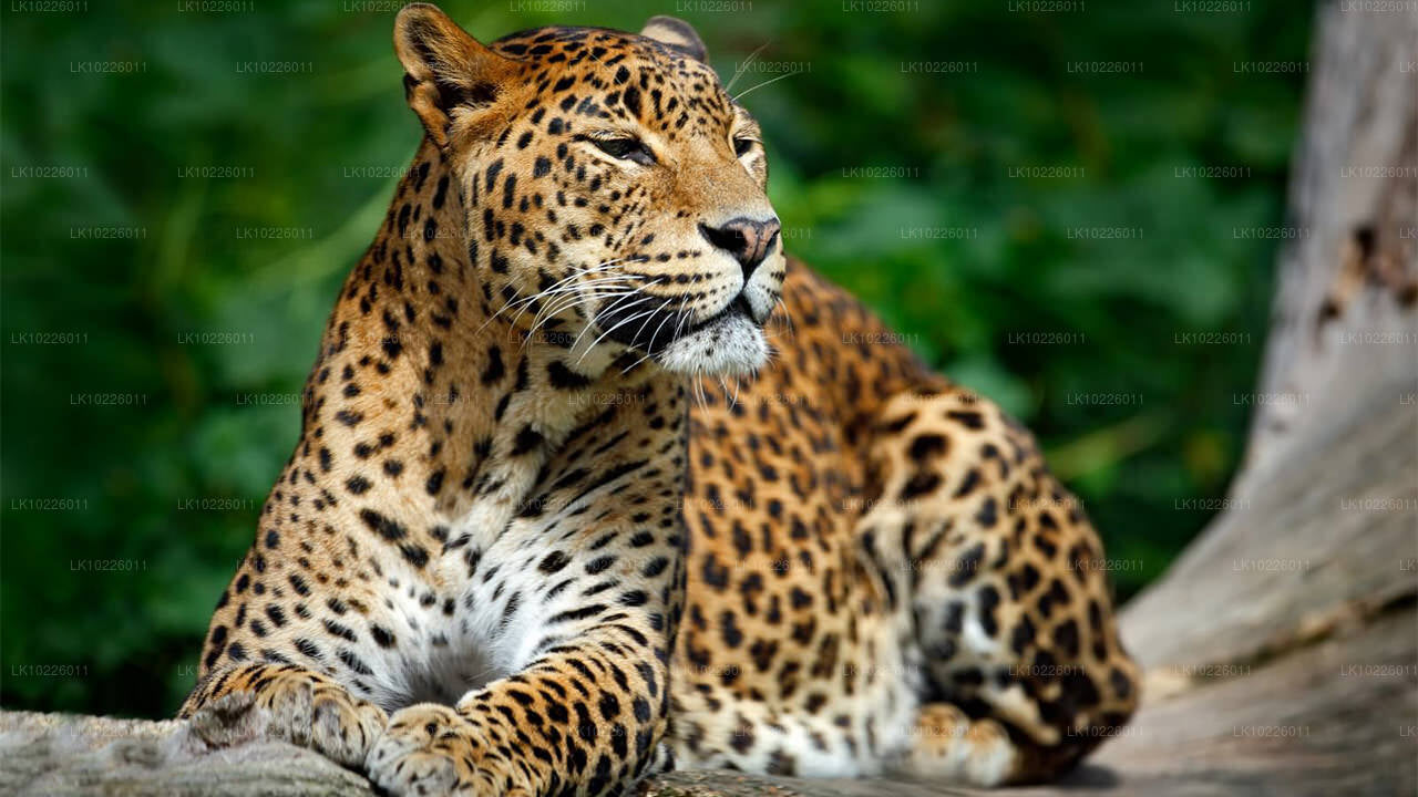 Templos y naturaleza desde Negombo (2 días)