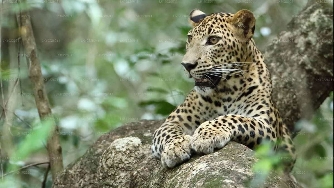 Templos y naturaleza desde Negombo (2 días)