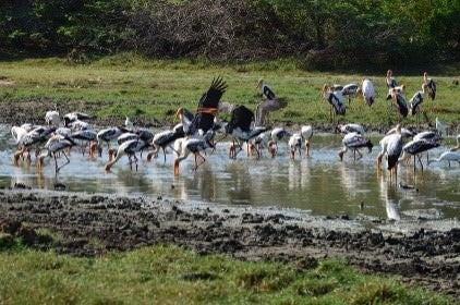Maravillas salvajes y templos escondidos de Hikkaduwa (2 días)