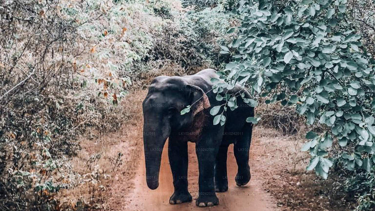 Maravillas antiguas de Colombo (2 días)