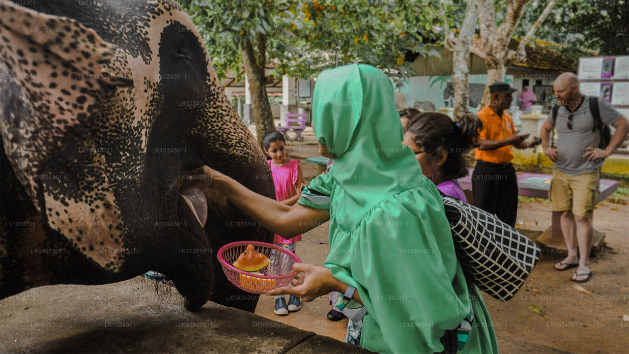Wonder Island (3 días)