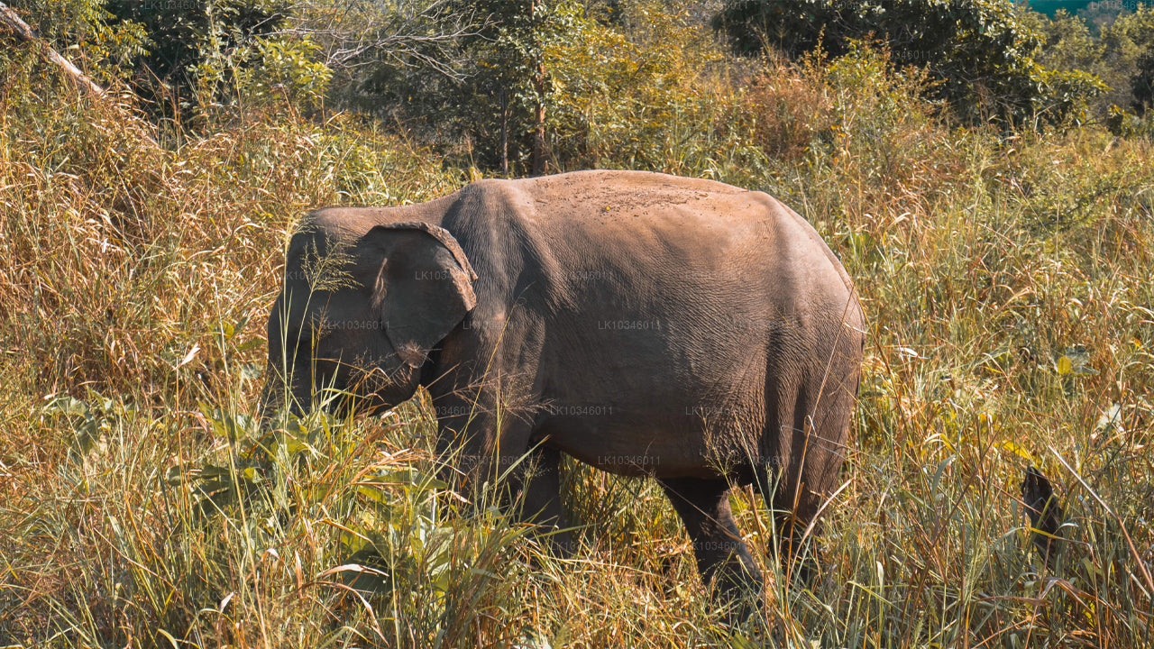 Cuentos de la antigua Ceilán desde Colombo (3 días)