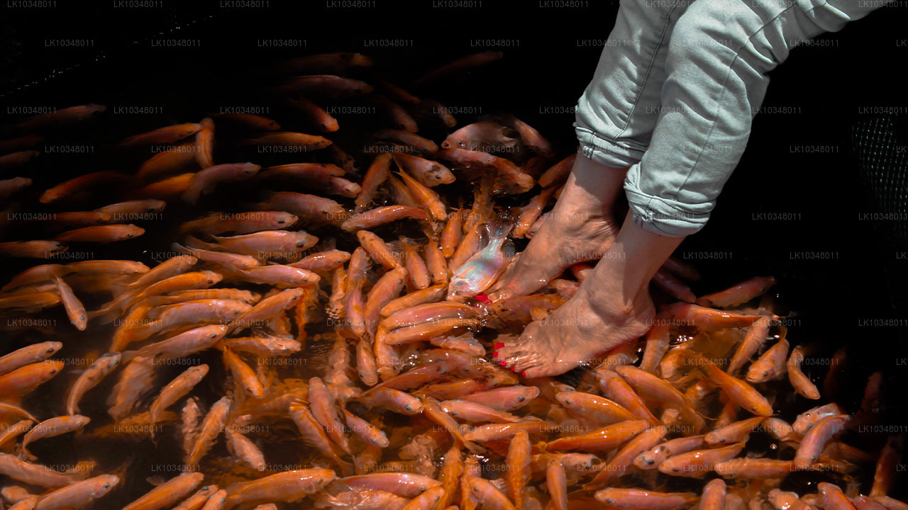 Acogedora Sri Lanka (3 días)