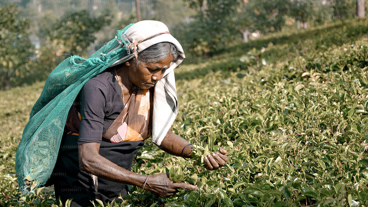 Aventura en Horton Plains (4 días)