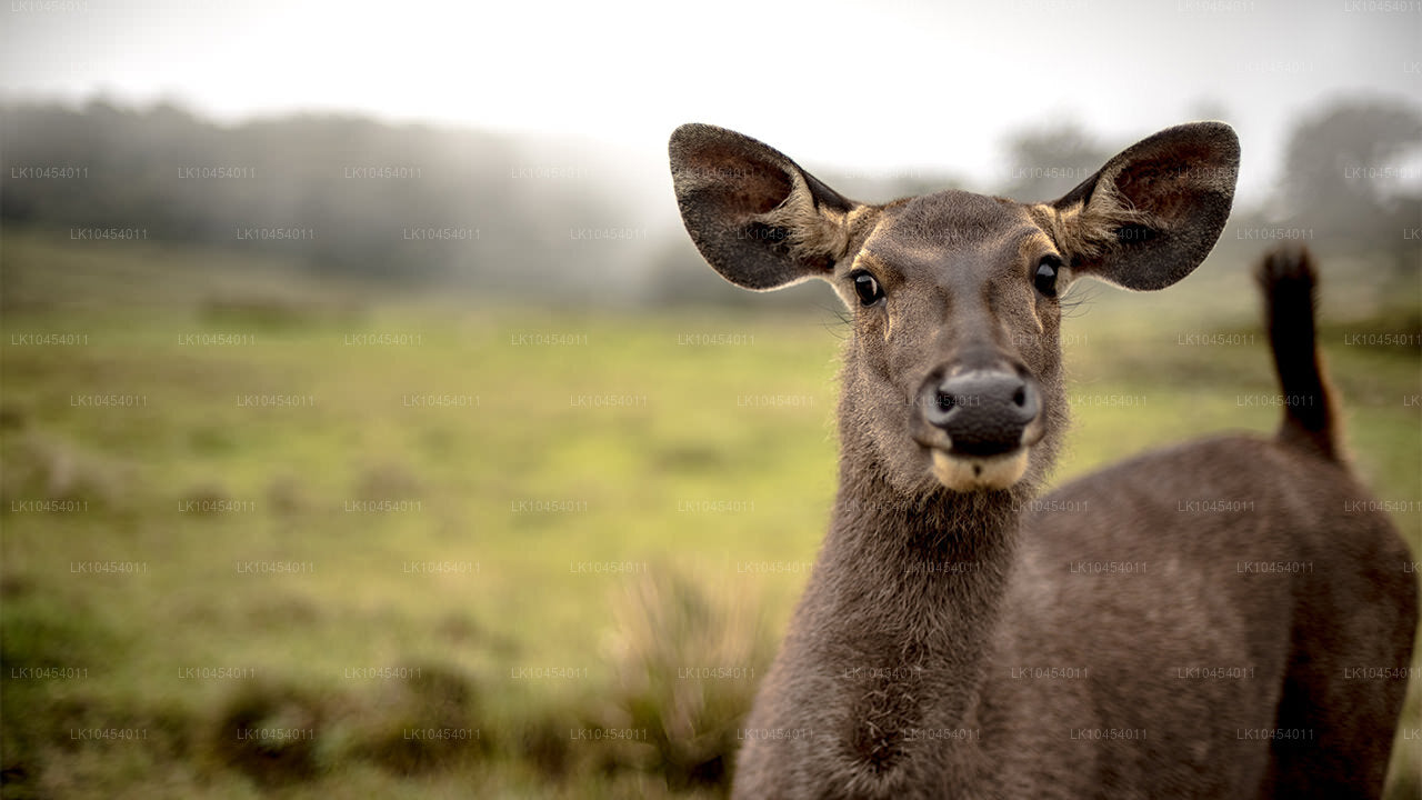 Aventura en Horton Plains (4 días)