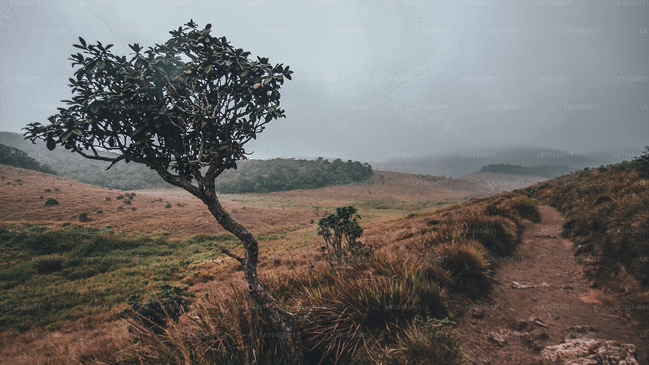 Aventura en Horton Plains (4 días)