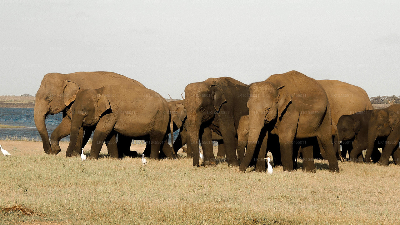 Excursión a los aborígenes de Sri Lanka (4 días)