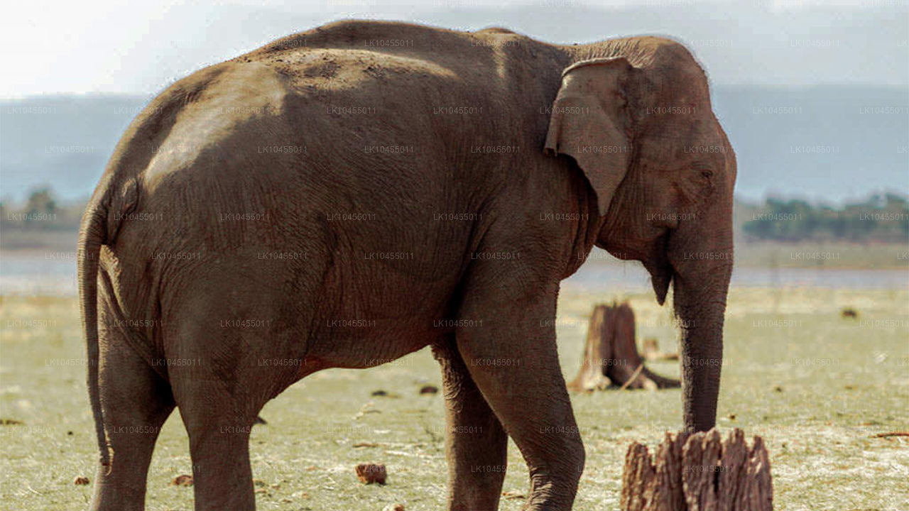 Excursión a los aborígenes de Sri Lanka (4 días)