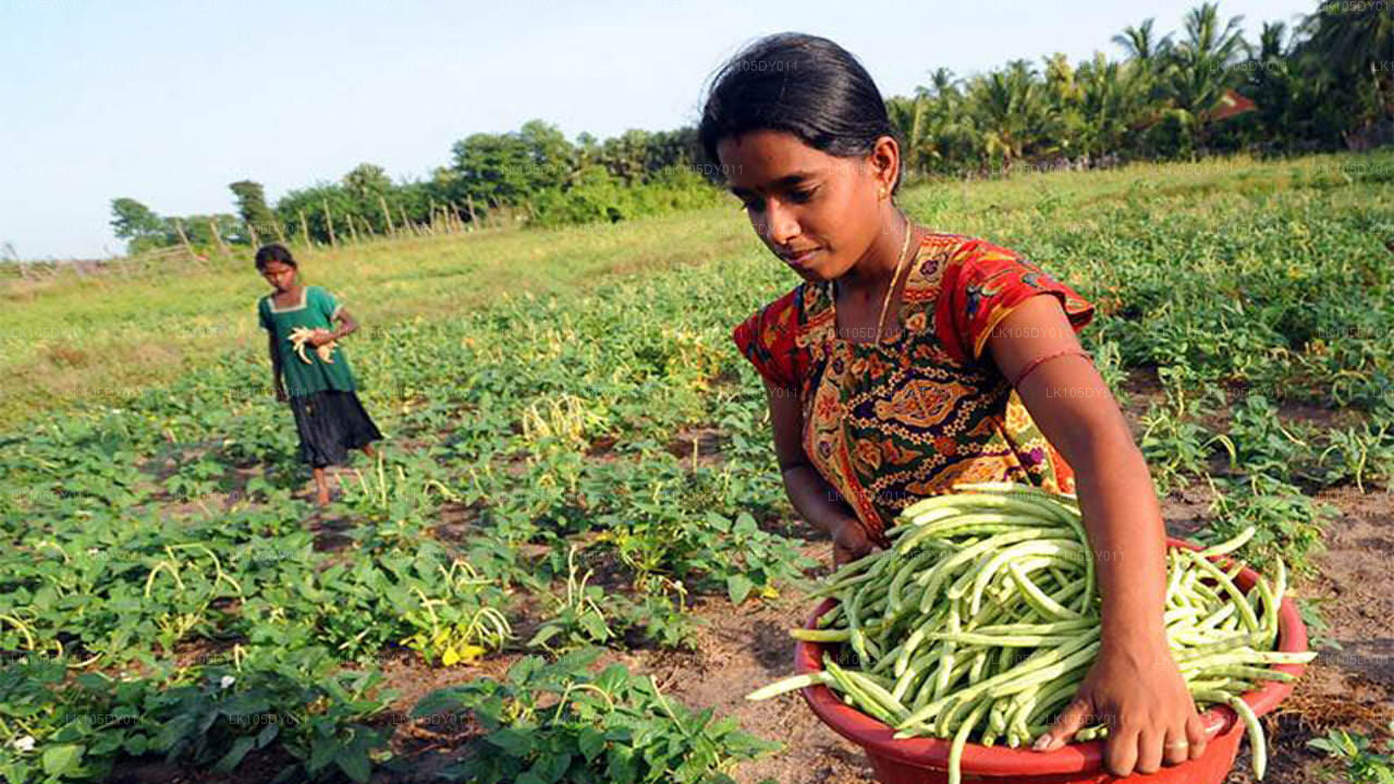 Agro Tour por Sri Lanka (5 días)