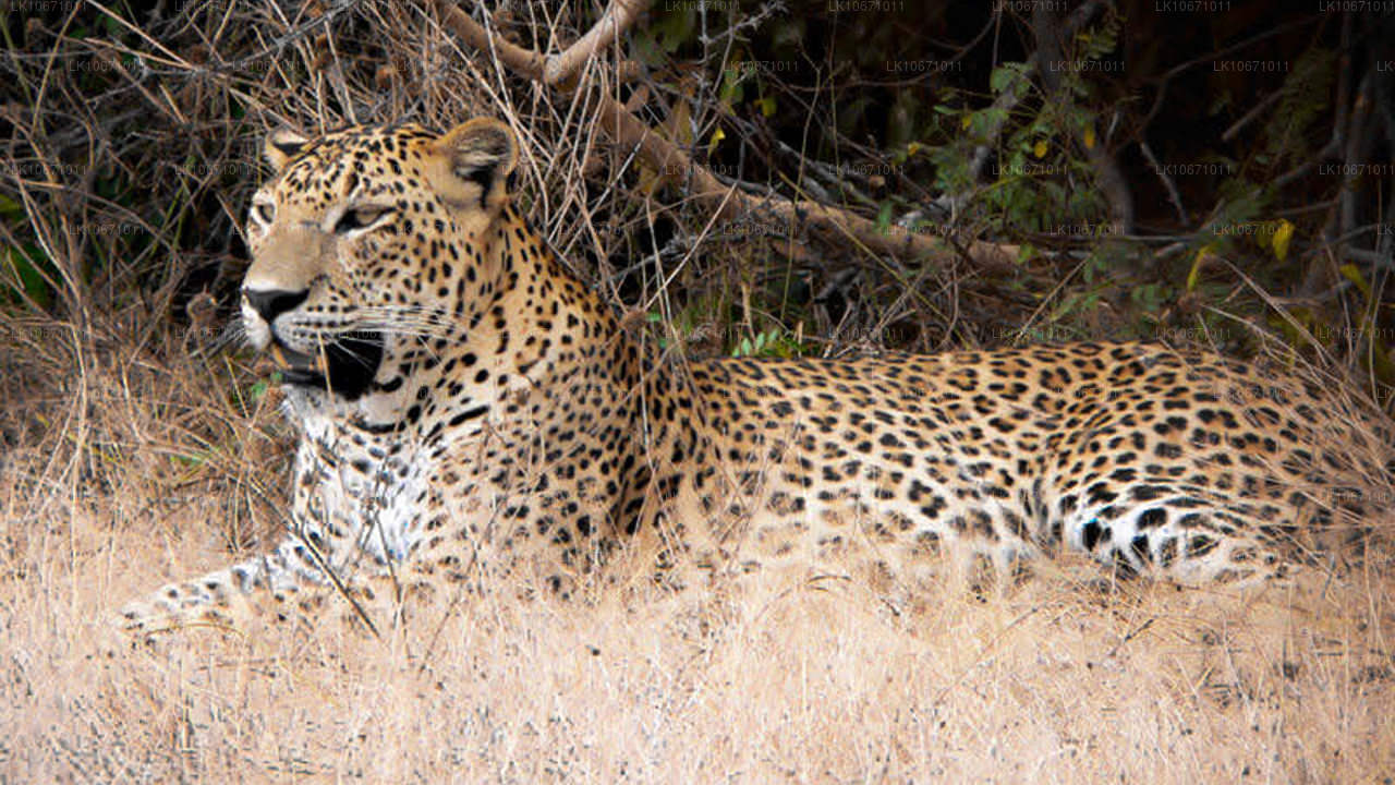 Sendero del Ramayana (6 días)