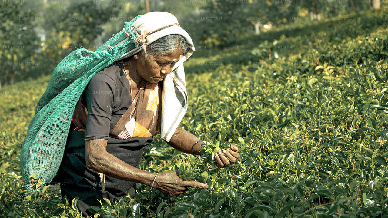 Hacia las colinas (7 días)