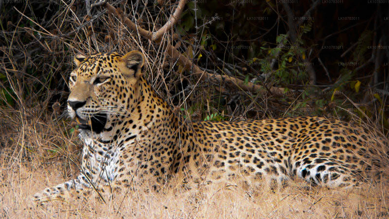 Los 5 grandes en la temporada de la costa sur (7 días)