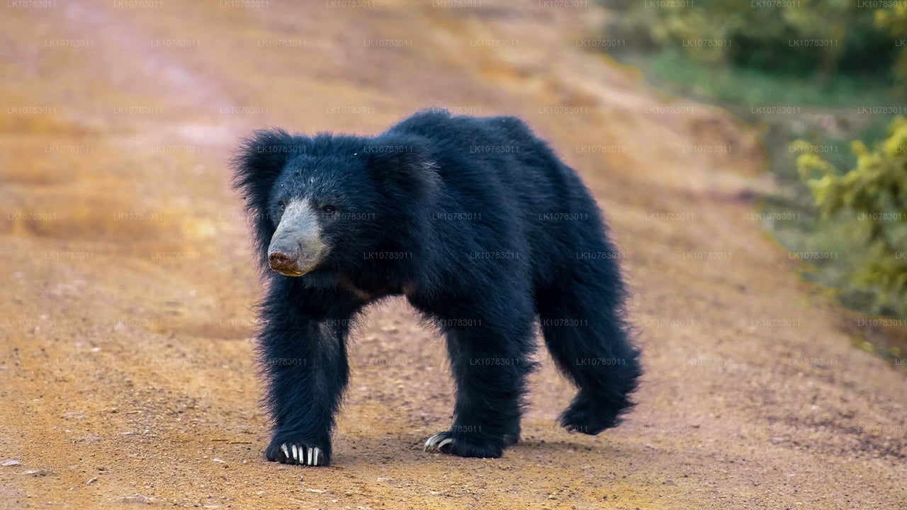 Los 5 grandes en la temporada de la costa sur (7 días)