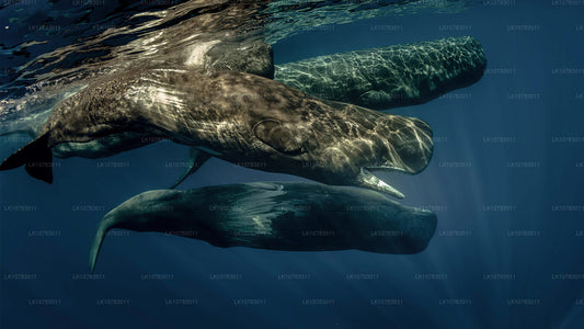 Los 5 grandes en la temporada de la costa sur (7 días)