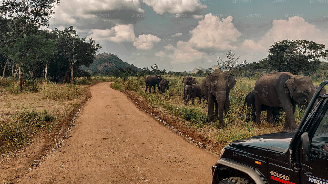 Los 5 grandes en la temporada de la costa sur (7 días)