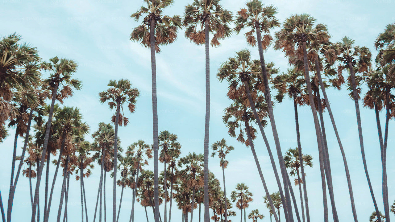 La increíble Jaffna (7 días)