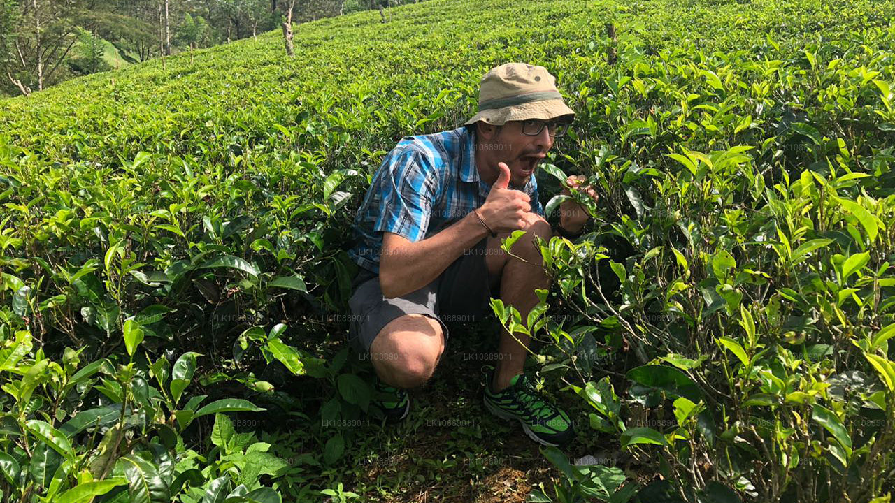 Camina entre la cultura (8 días)