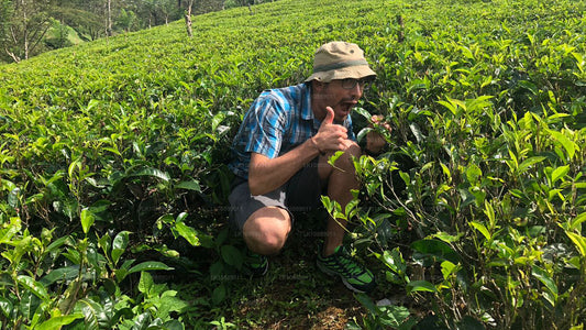 Camina entre la cultura (8 días)