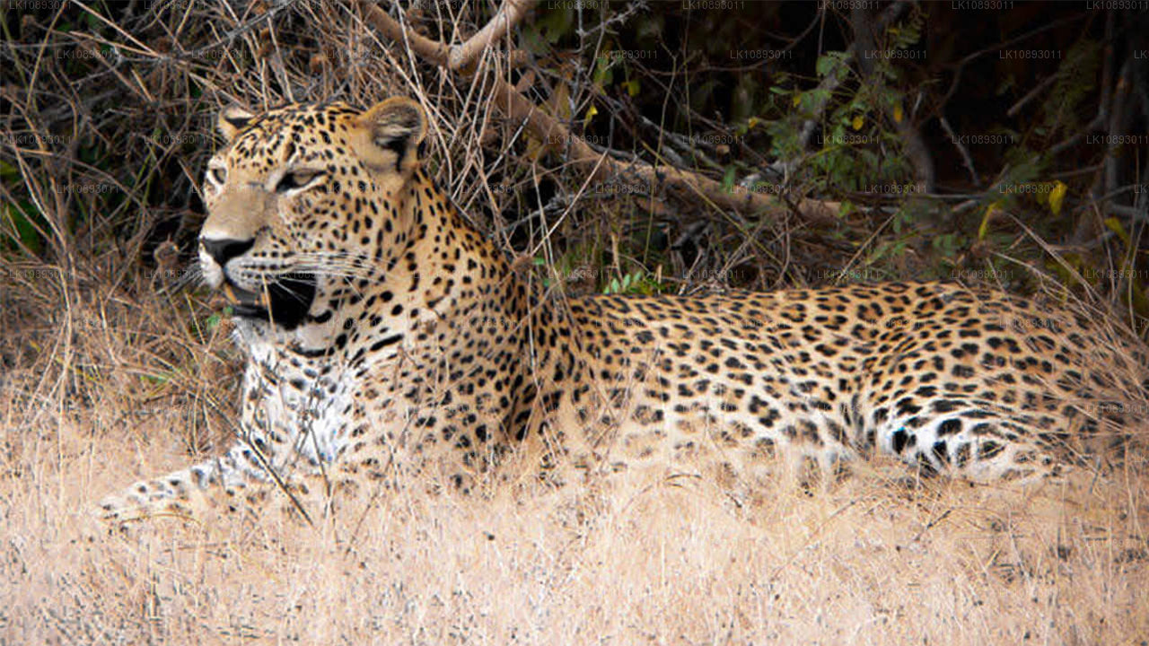 Wild Wonders (8 días)