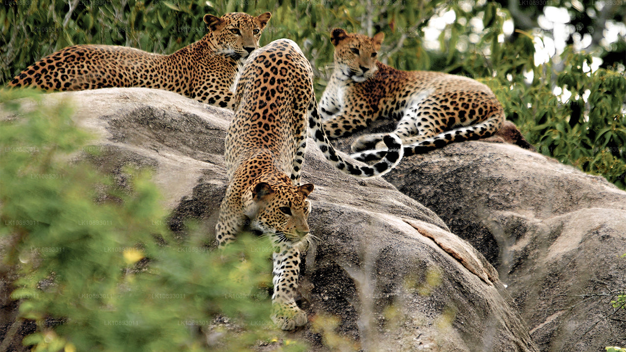 Wild Wonders (8 días)