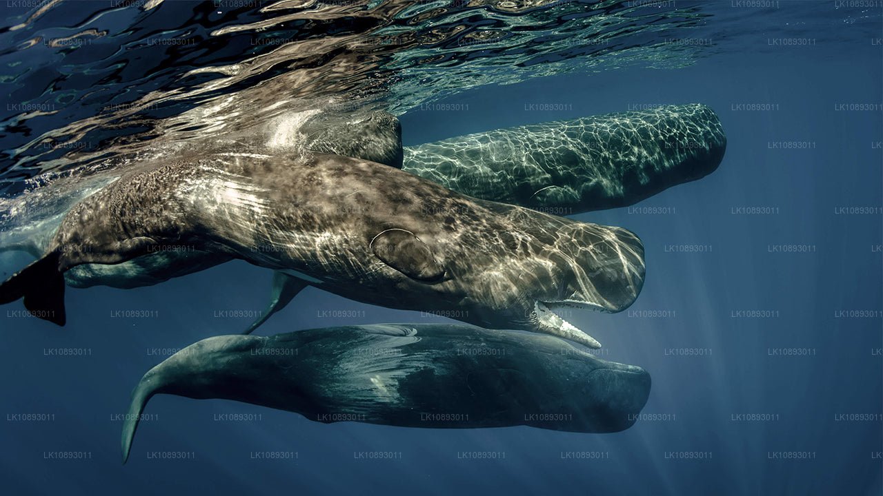 Wild Wonders (8 días)