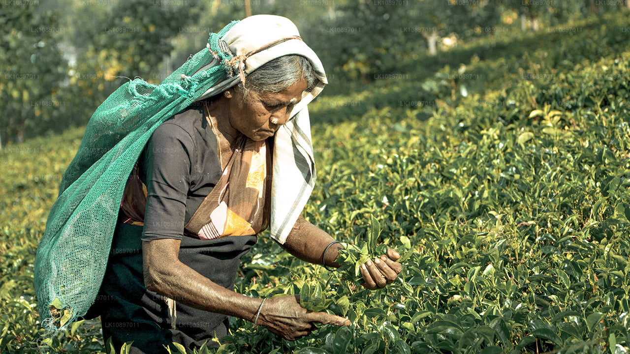 Cultura y naturaleza (8 días)