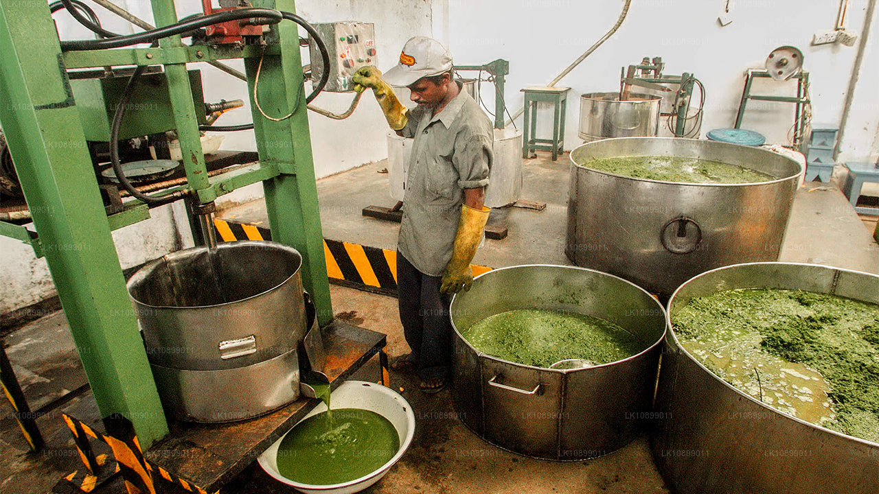 Alivio y relajación con Siddalepa (8 días)