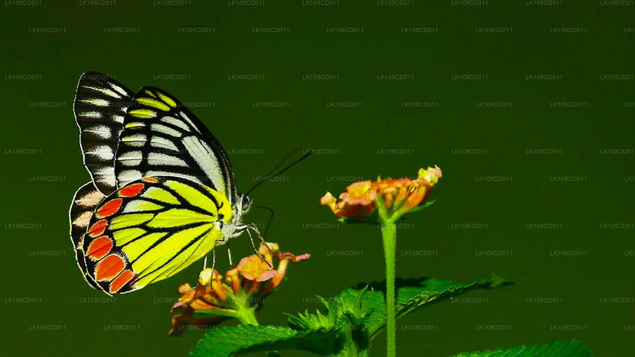 Tour de observación de libélulas y mariposas (9 días)