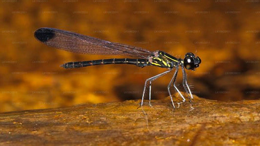 Tour de observación de libélulas y mariposas (9 días)