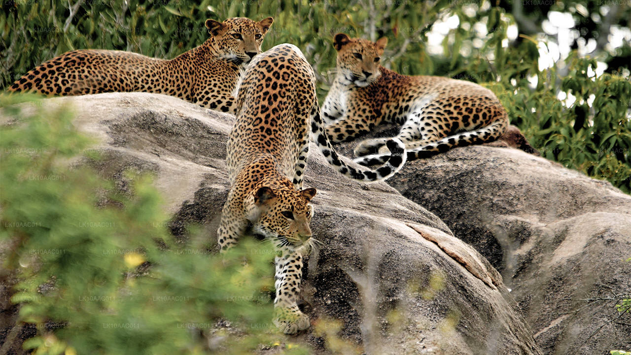 Reinos de Ceilán (10 días)