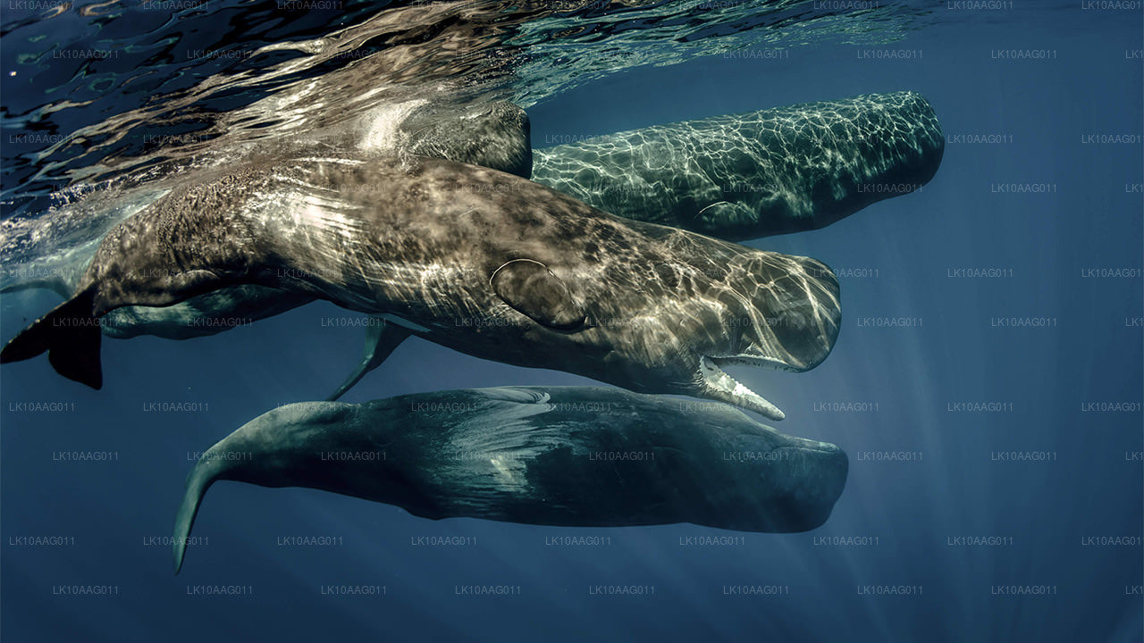 Vida silvestre de Sri Lanka (10 días)