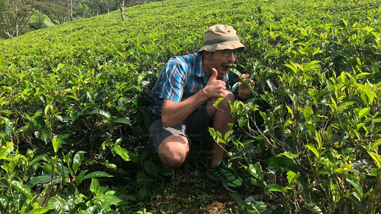 Tour halal (islámico) por Sri Lanka (10 días)