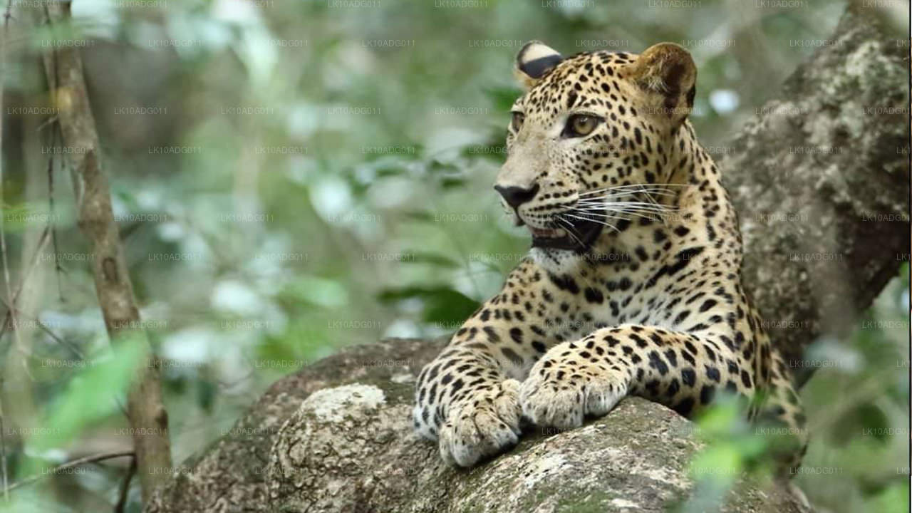 Tour de observación de aves y vida silvestre (10 días)