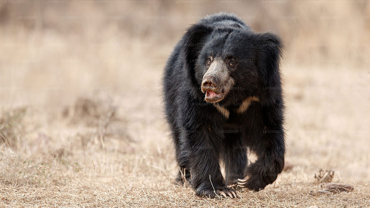 Tour de observación de aves y vida silvestre (10 días)