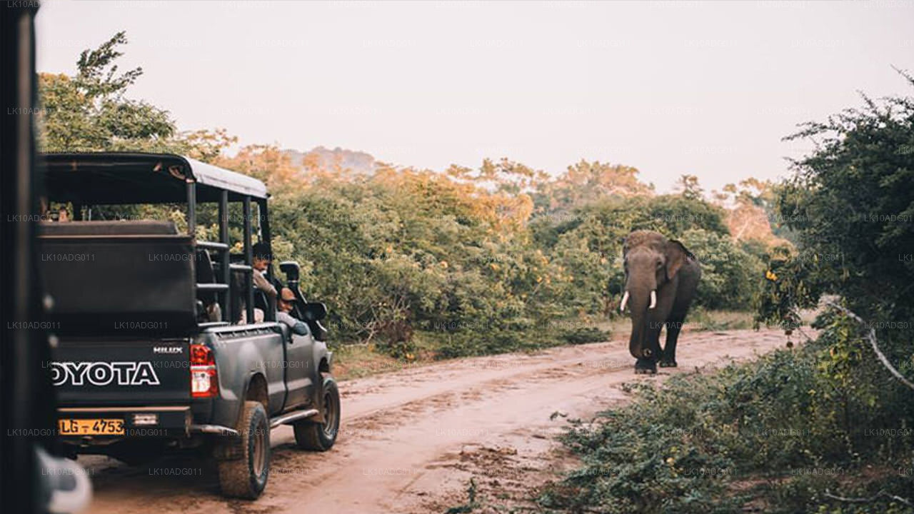 Tour de observación de aves y vida silvestre (10 días)