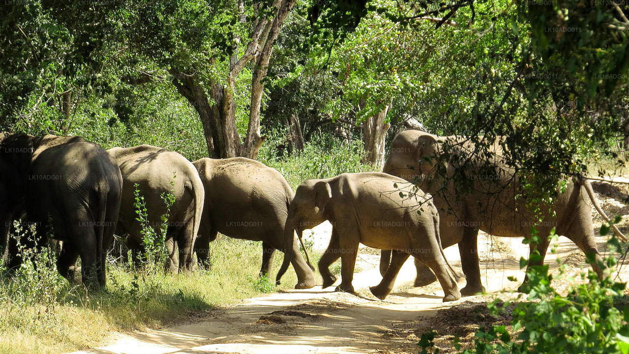 Tour de observación de aves y vida silvestre (10 días)
